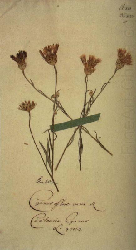 Johann Wolfgang von Goethe Herbarium sheet china oil painting image